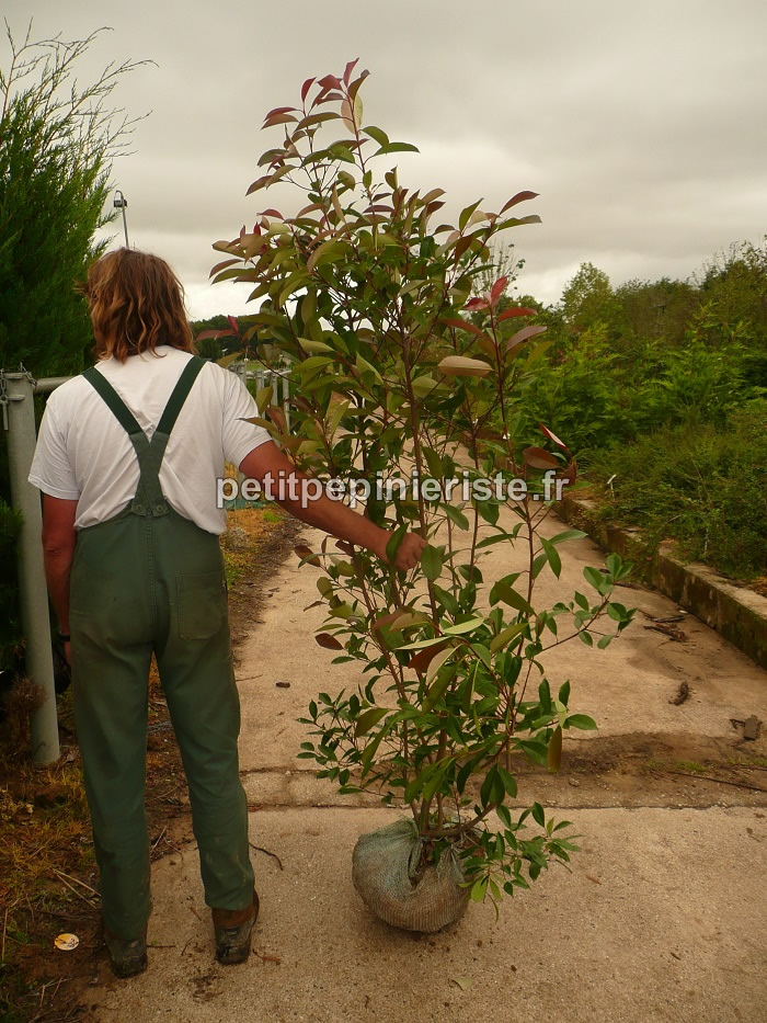 Photinia de plus de 2 mètres